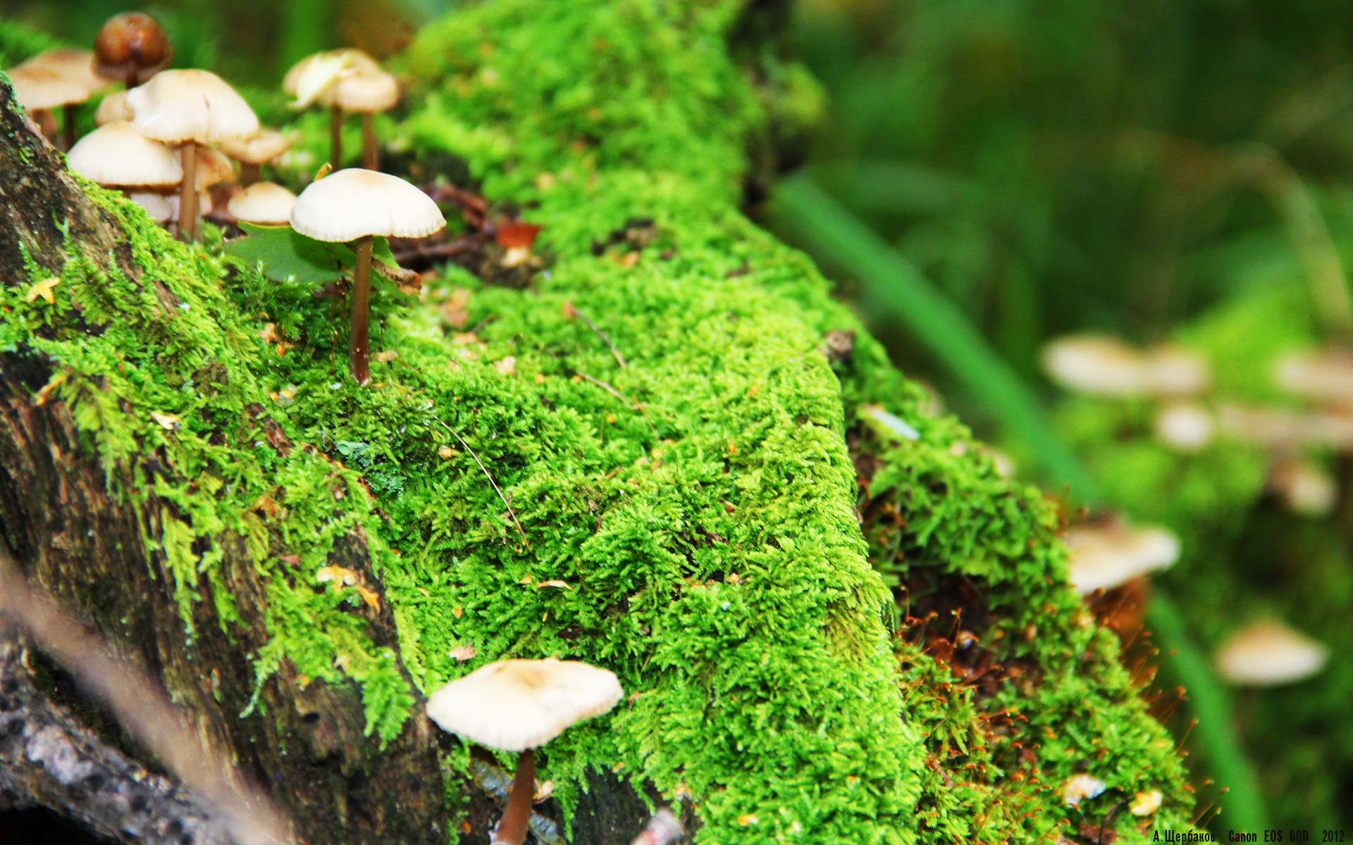 九游jiuyou-“西甲豪门破纪录，场面令人震撼”，西甲豪门七大豪门