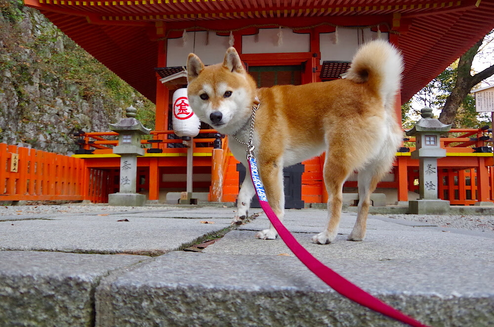 《《守望先锋》全球锦标赛,队伍战术精彩纷呈》,守望先锋全国总决赛