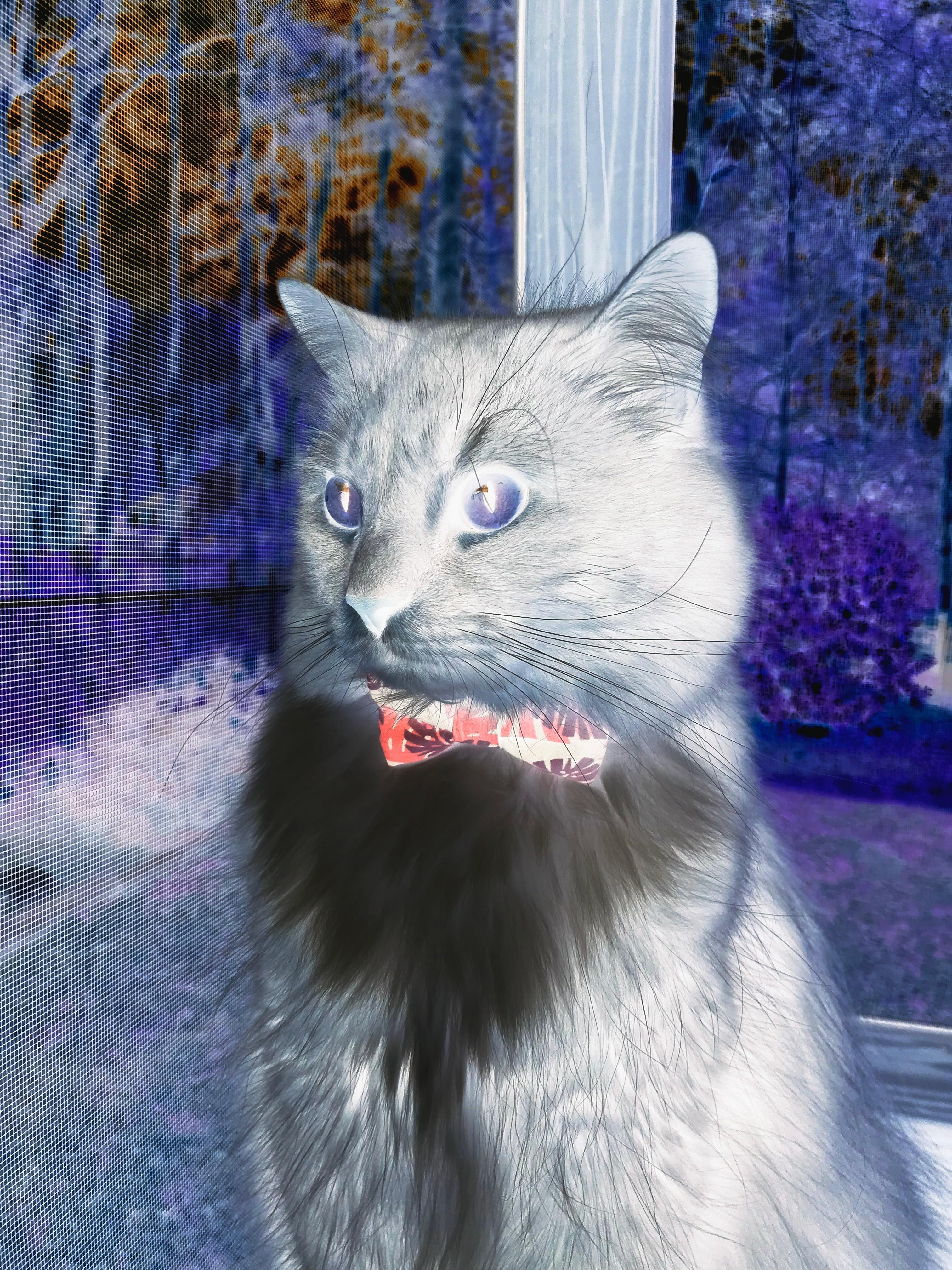 中国家庭足球计划启动，普及足球运动，中国家庭的进球