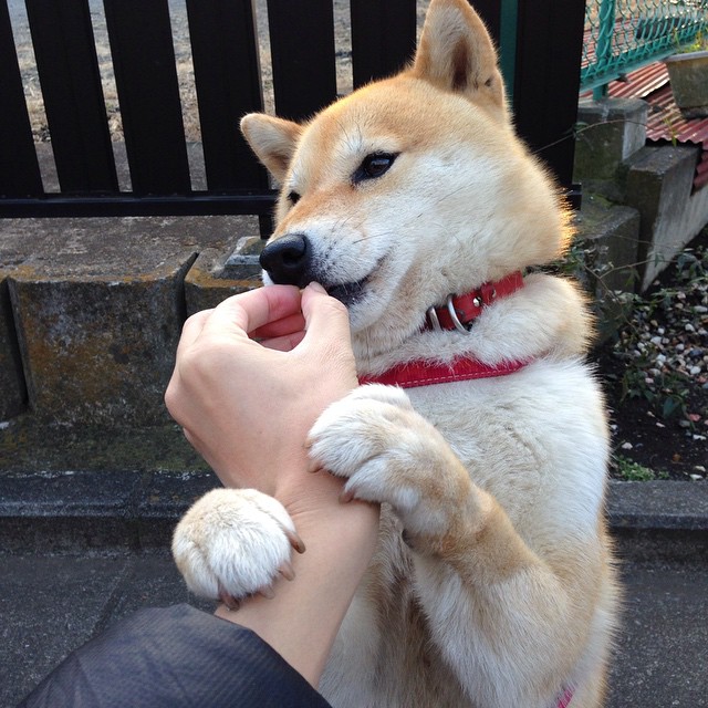 法甲夜场比赛，精彩射门与精彩扑救交相辉映，法甲的比赛