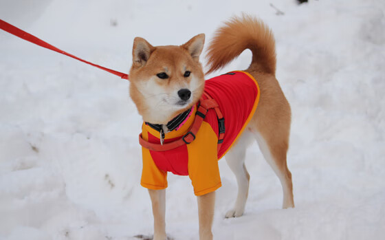 九游娱乐(jiuyou)官方网站-比利亚雷亚尔逆境反弹，展现坚韧不拔，比利亚雷亚尔什么水平