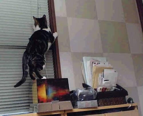 武汉瑜伽节吸引众多瑜伽爱好者参与，武汉瑜伽馆口碑排名