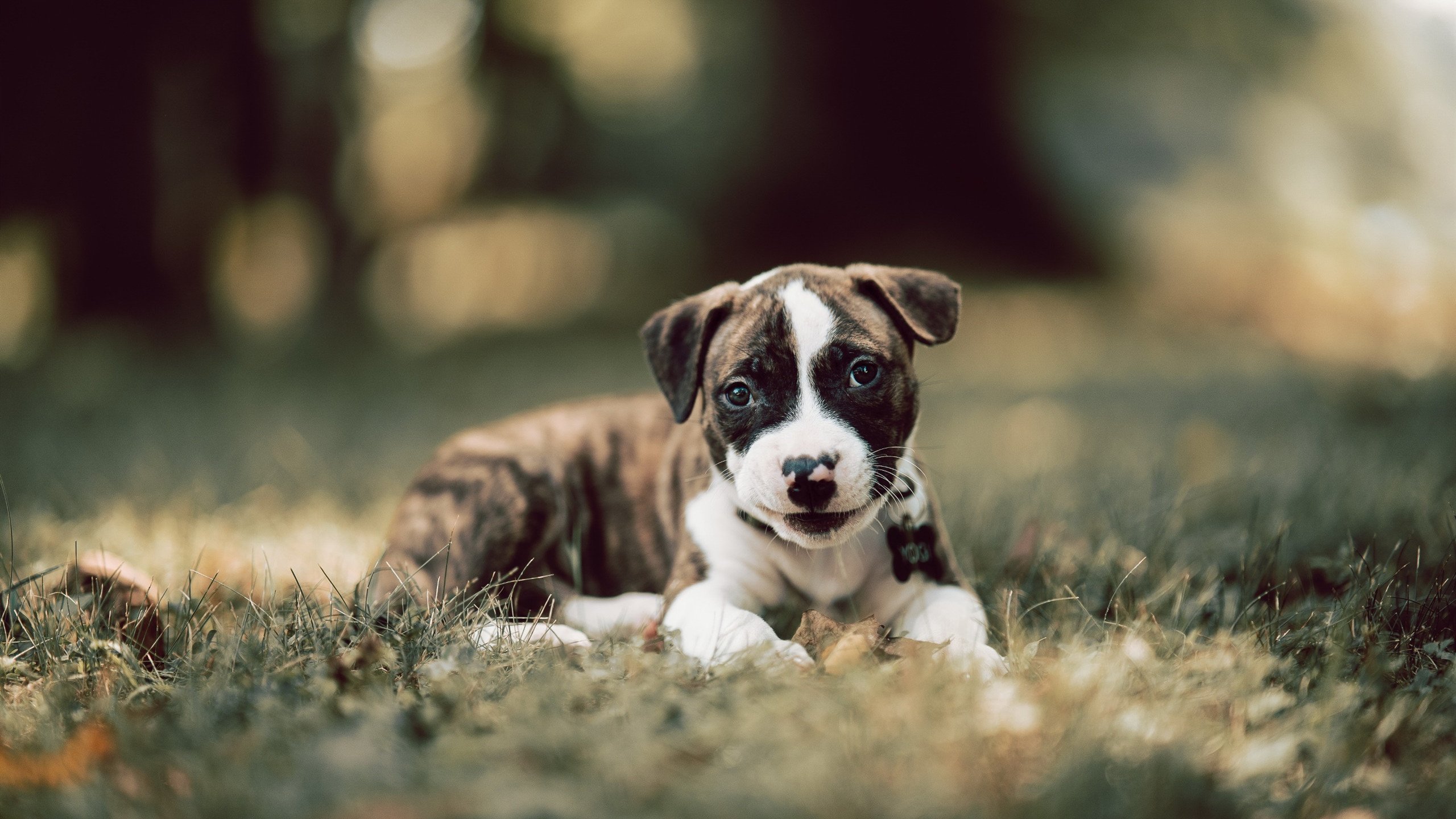 法甲夜场大战，精彩传球和精彩扑救交相辉映，法甲足球比赛