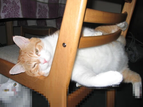 OG·阿努诺比在NBA常规赛中展现团队合作精神，阿努诺比合同