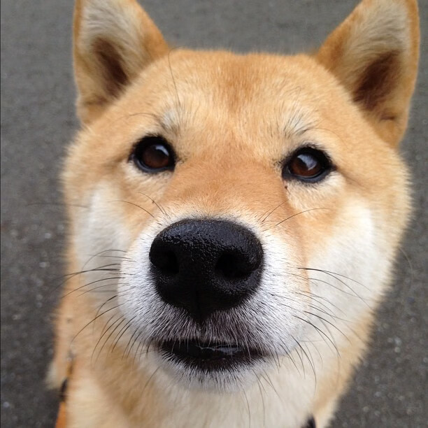 中国围棋协会发布围棋职业棋手培养计划，中国业余围棋升职业