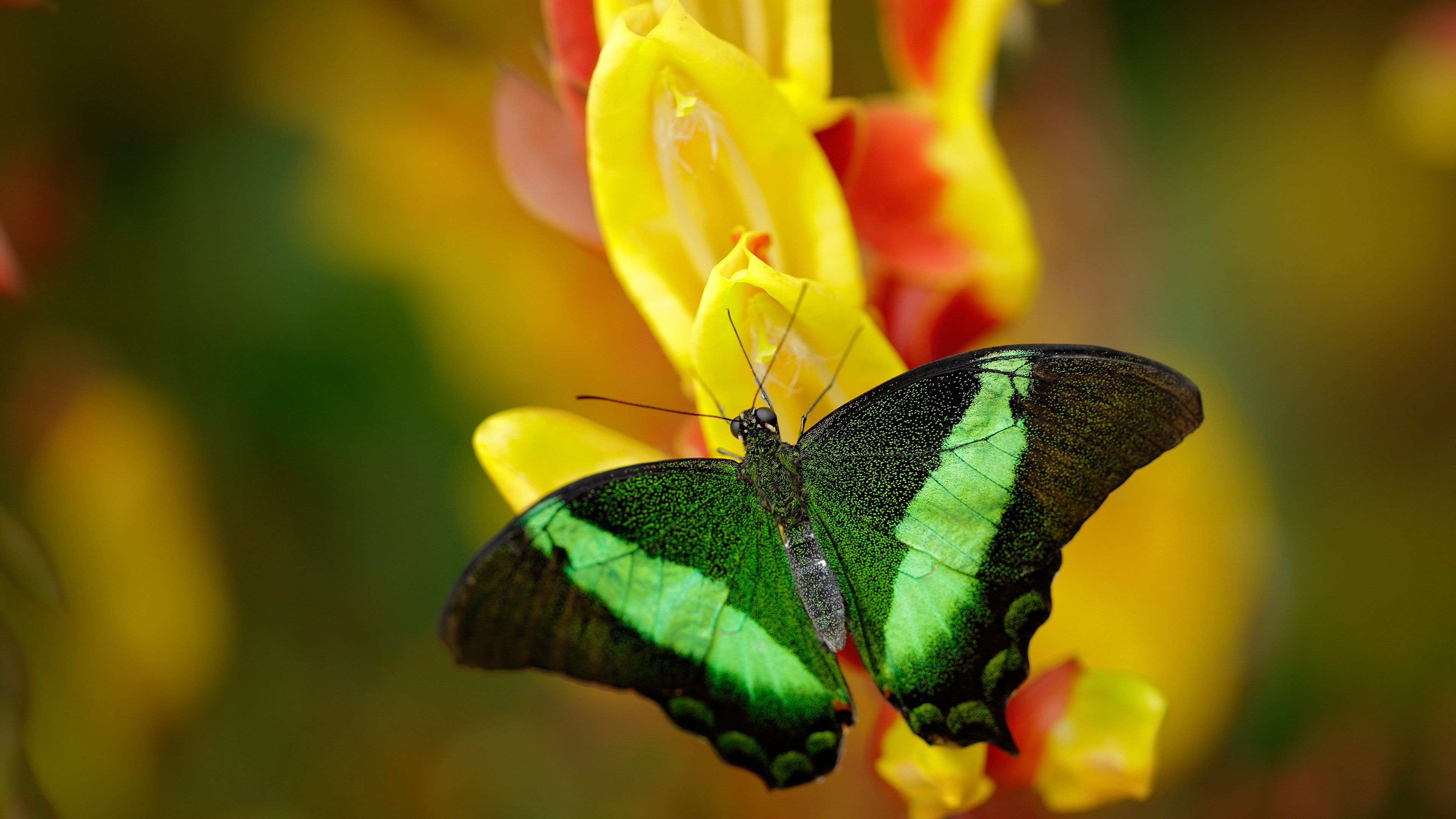南安普顿主帅拉塞尔·马丁：球队重建的关键人物，拉姆塞 南安普顿