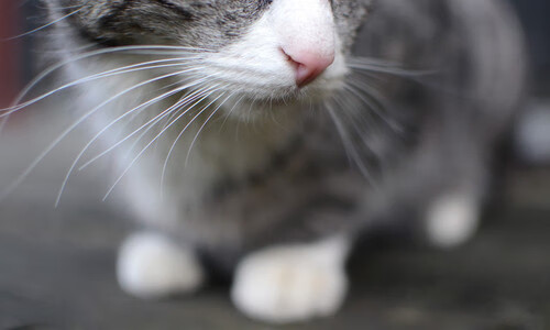 摩纳哥主场惨败马赛，遭遇两连败，摩纳哥队