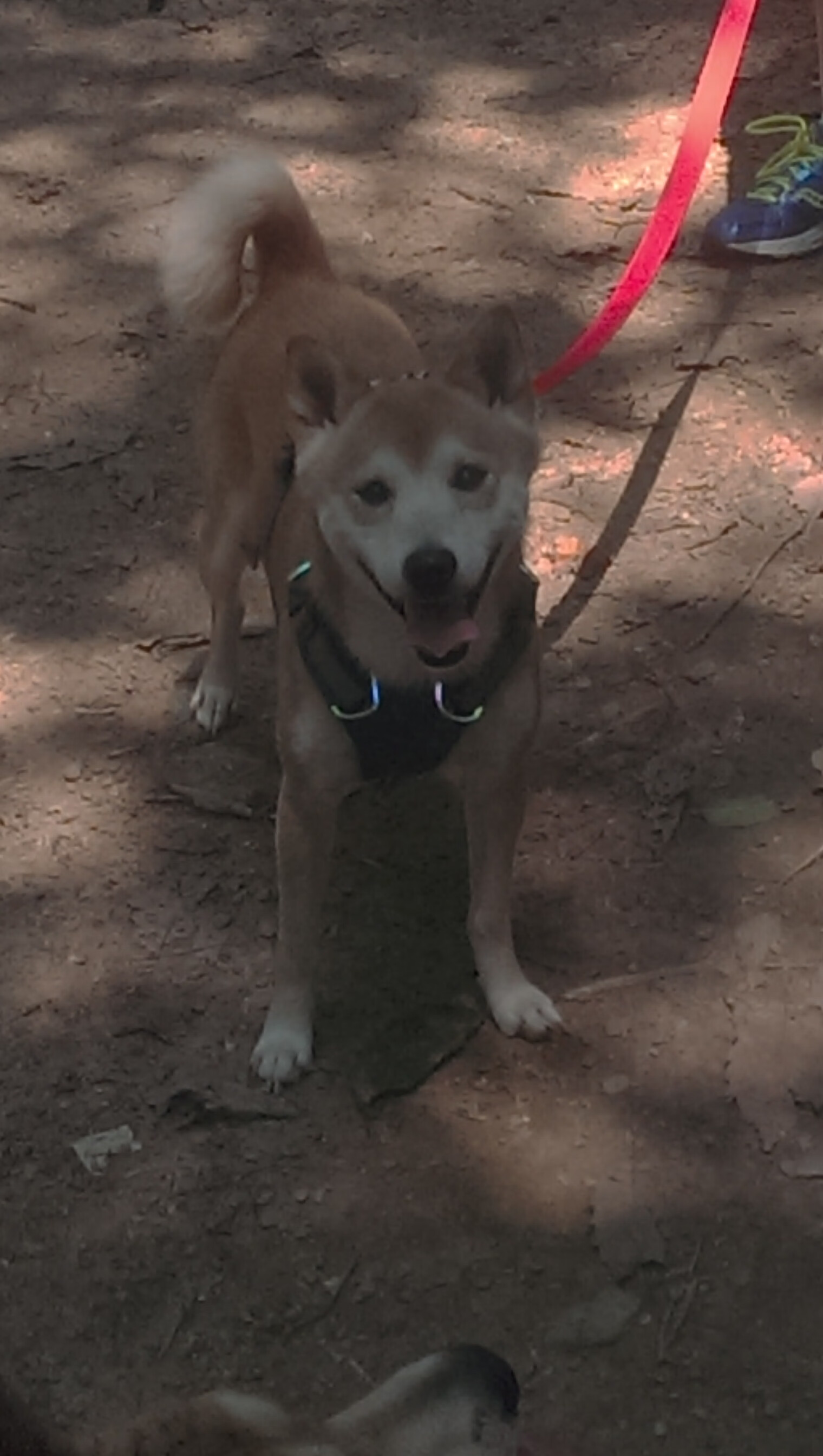 斯图加特收获一场胜利，继续保持势头，斯图加特怎么样