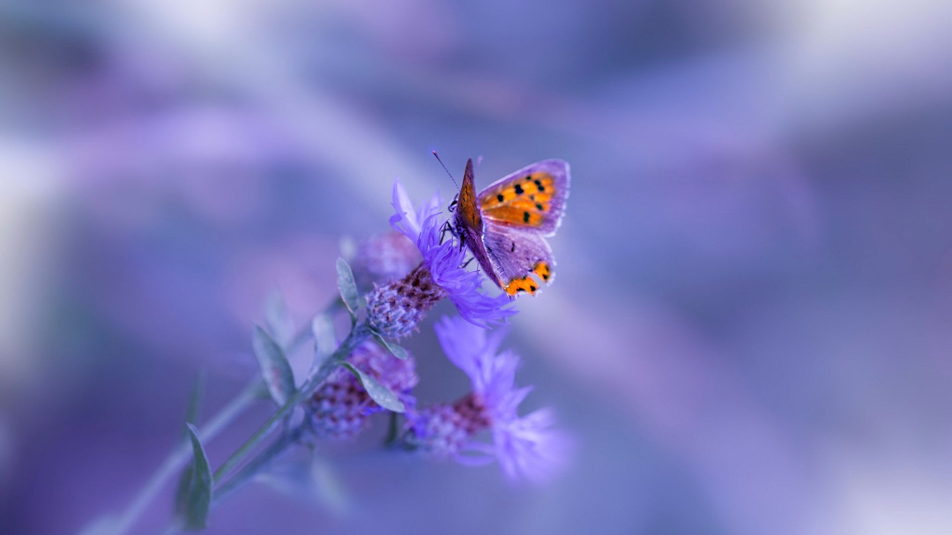 绿军新赛季表现不尽如人意，球迷呼吁主帅改变战术，曝绿军新主帅候选