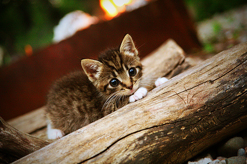 阿森纳是否已成为英超新豪门,英超球队阿森纳
