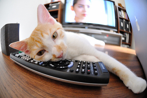 JiuyouAPP下载-震撼田径跨栏赛世界纪录告破，田径跨栏世界记录