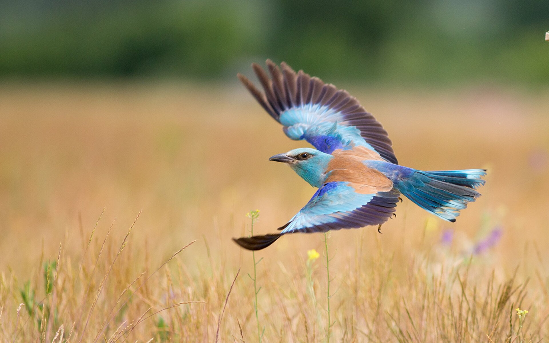 马竞力保不败,客场逆转,反扑成功,马竞的情况