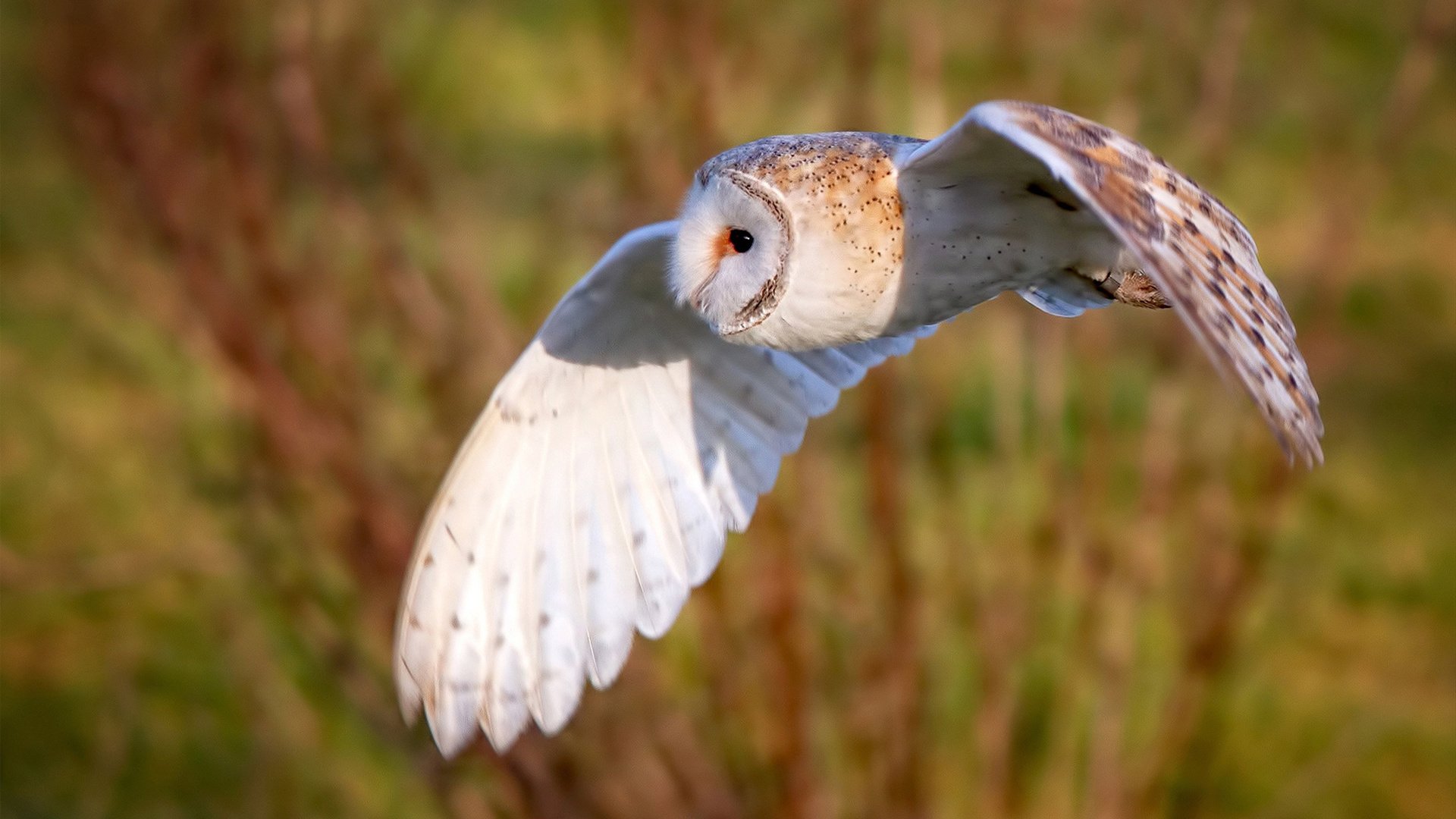 中国足球临门传中选择行为分析模型，足球选择txt