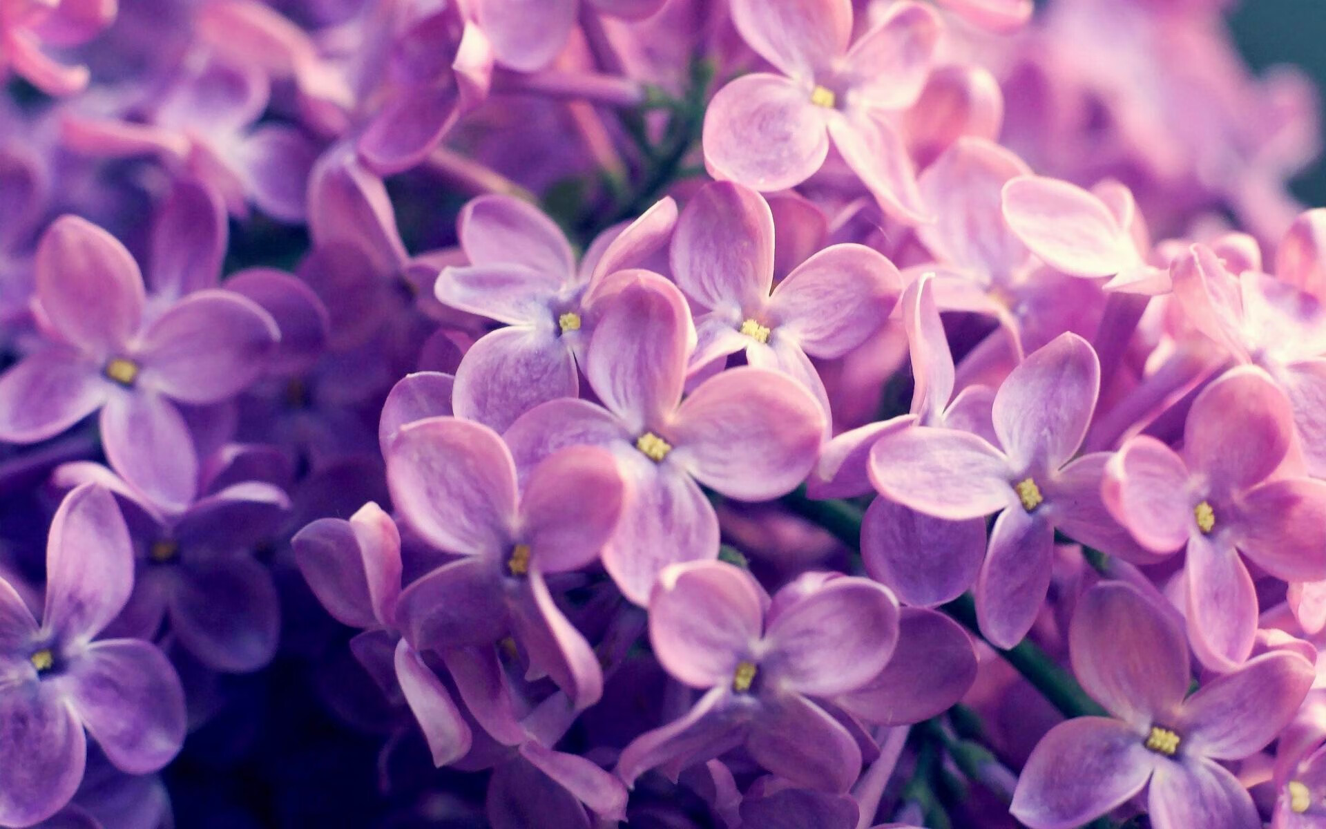 体育专业本科人才培养方案优化，体育教育专业人才培养的方向