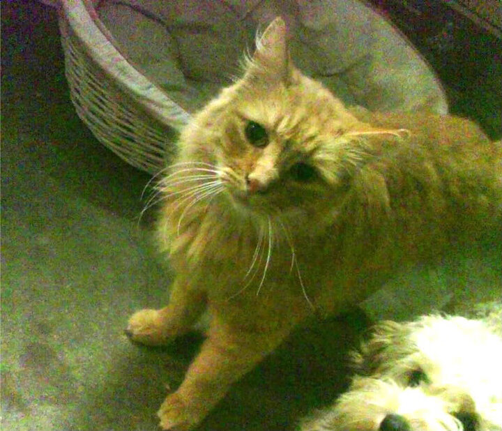 体育科研成果在训练实践中的转化情况，体育科研的任务和意义