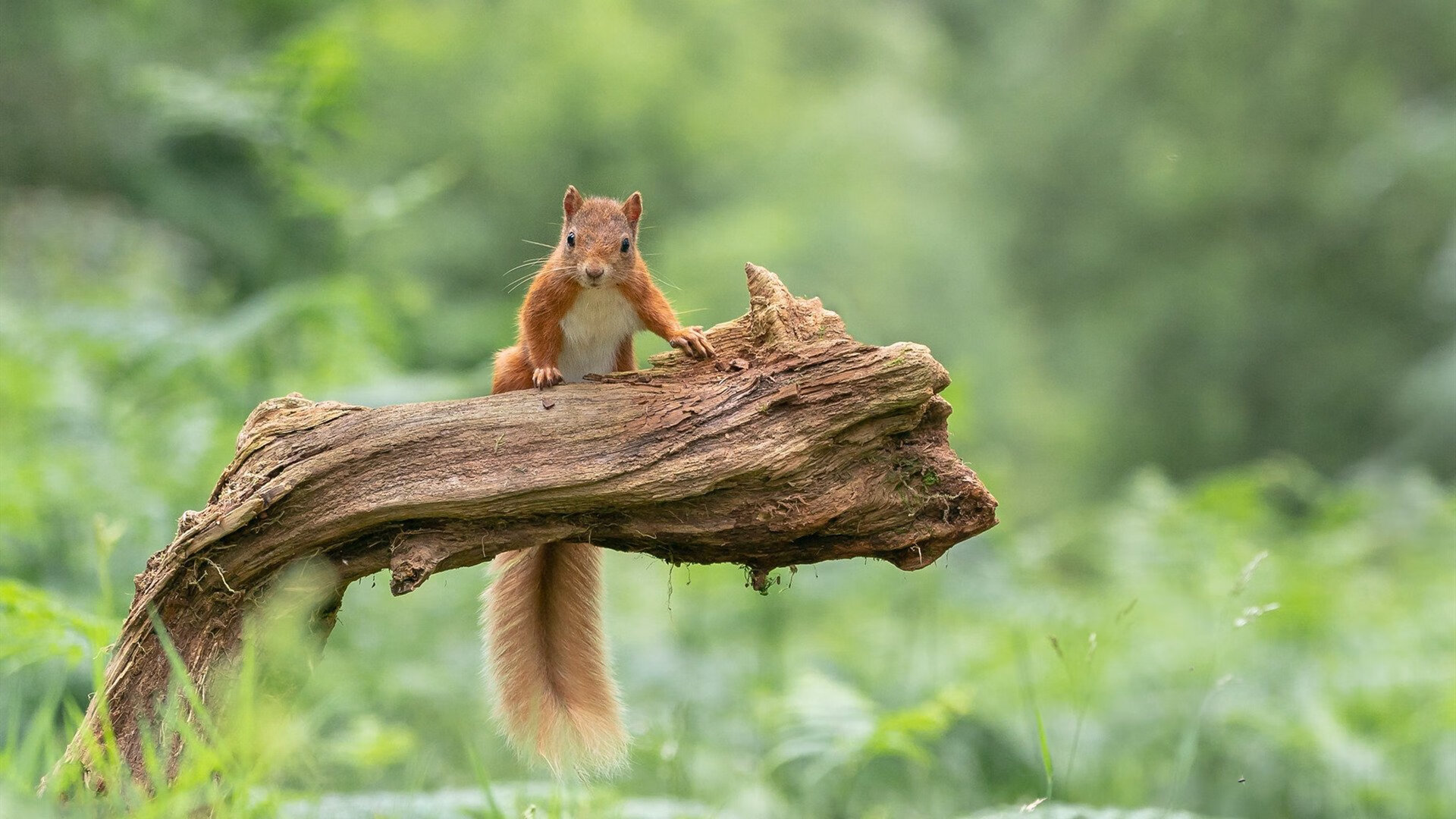 亚洲杯国足战平 数据分析揭示趋势,亚洲杯国足战况