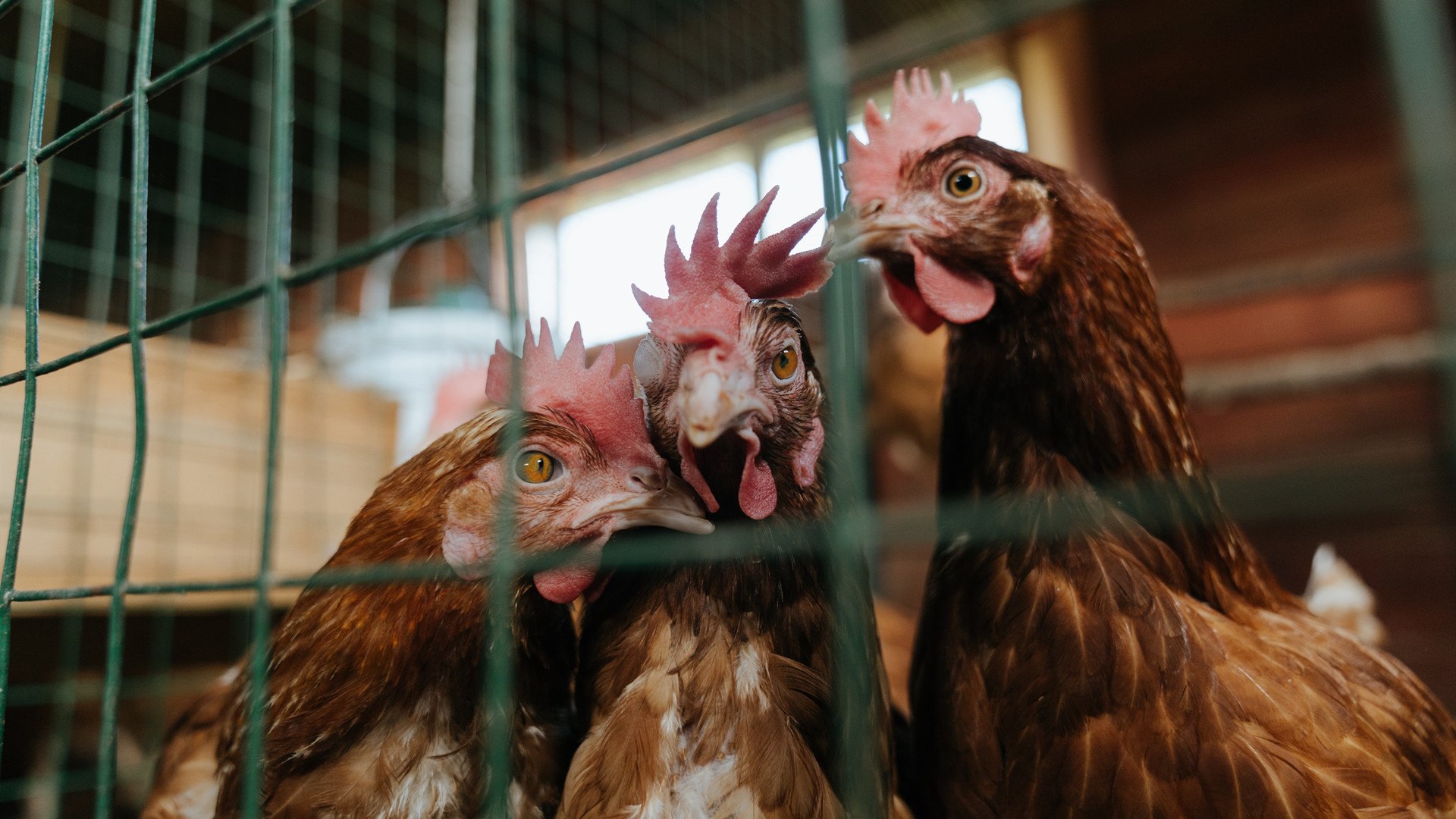 体育新闻中心发布体育短视频原创内容保护指南，体育短视频定义