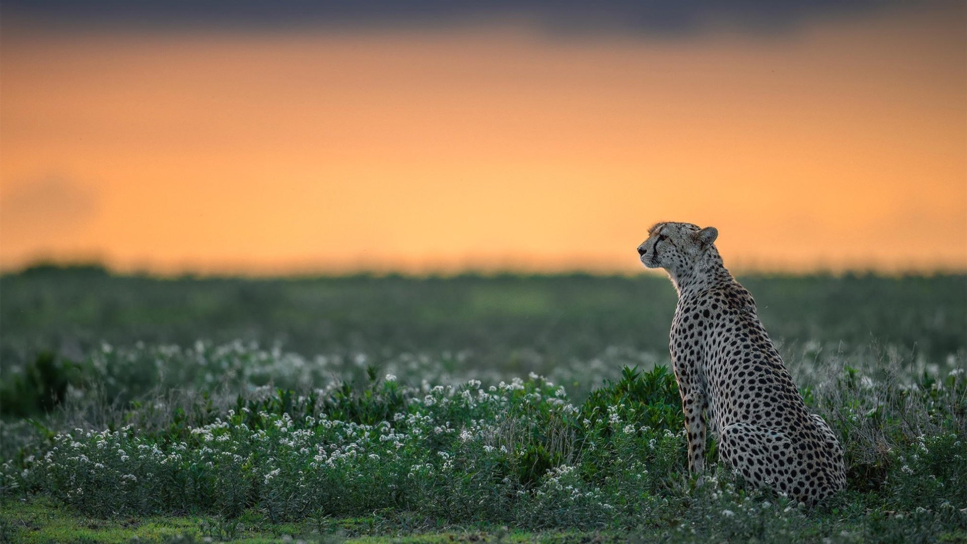弗拉门戈锋线状态火热，多点开花，弗拉门戈视频