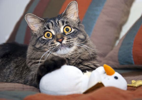 九游游戏中心官网-田径赛事天气预判系统提高应急响应，天气预报竞赛