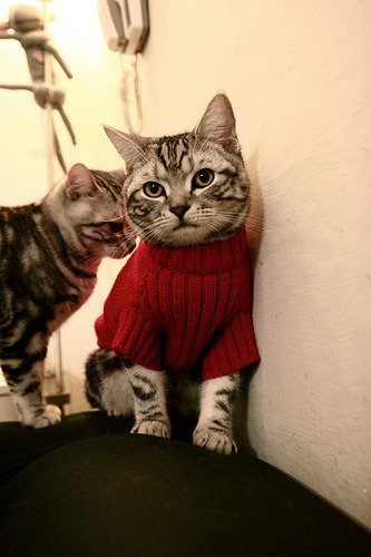 九游电脑版-中国女排公布下赛季主力框架阵容，中国女排下一个赛事