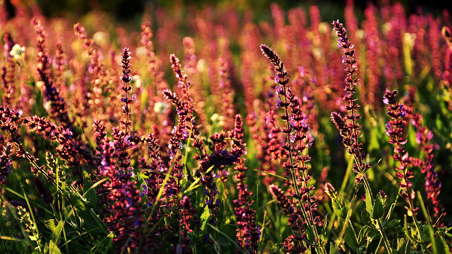 凯莉·麦基翁赛后感谢团队支持,凯莉·麦吉利斯现照