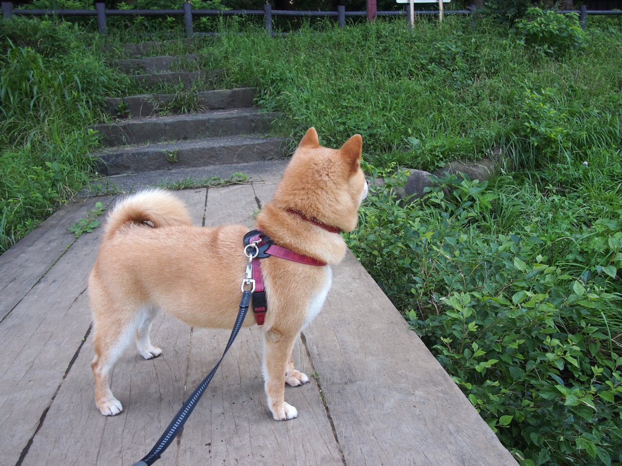 塞内加尔男篮在非洲锦标赛中争夺冠军,打造非洲篮球新航标,塞内加尔非洲杯大名单