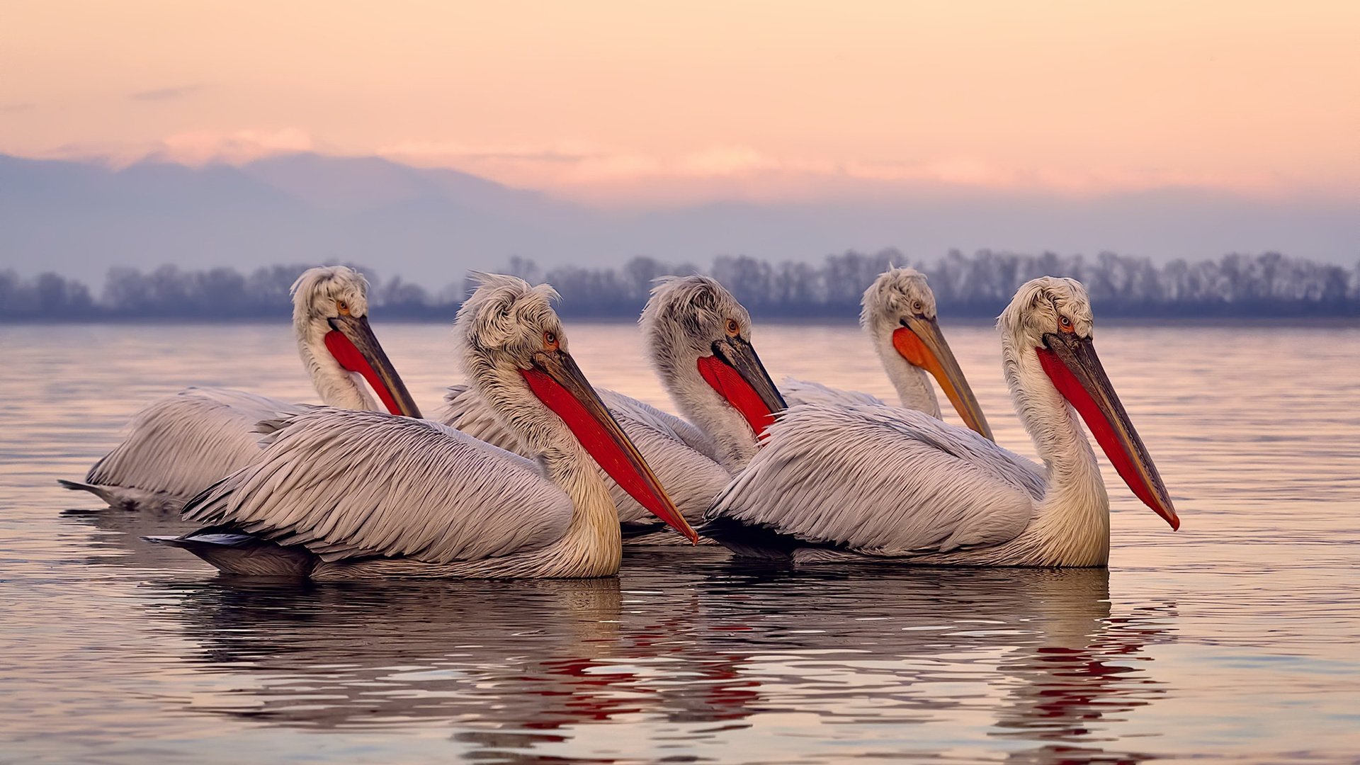 德甲战术盛宴:变化莫测,精彩纷呈!,德甲格局