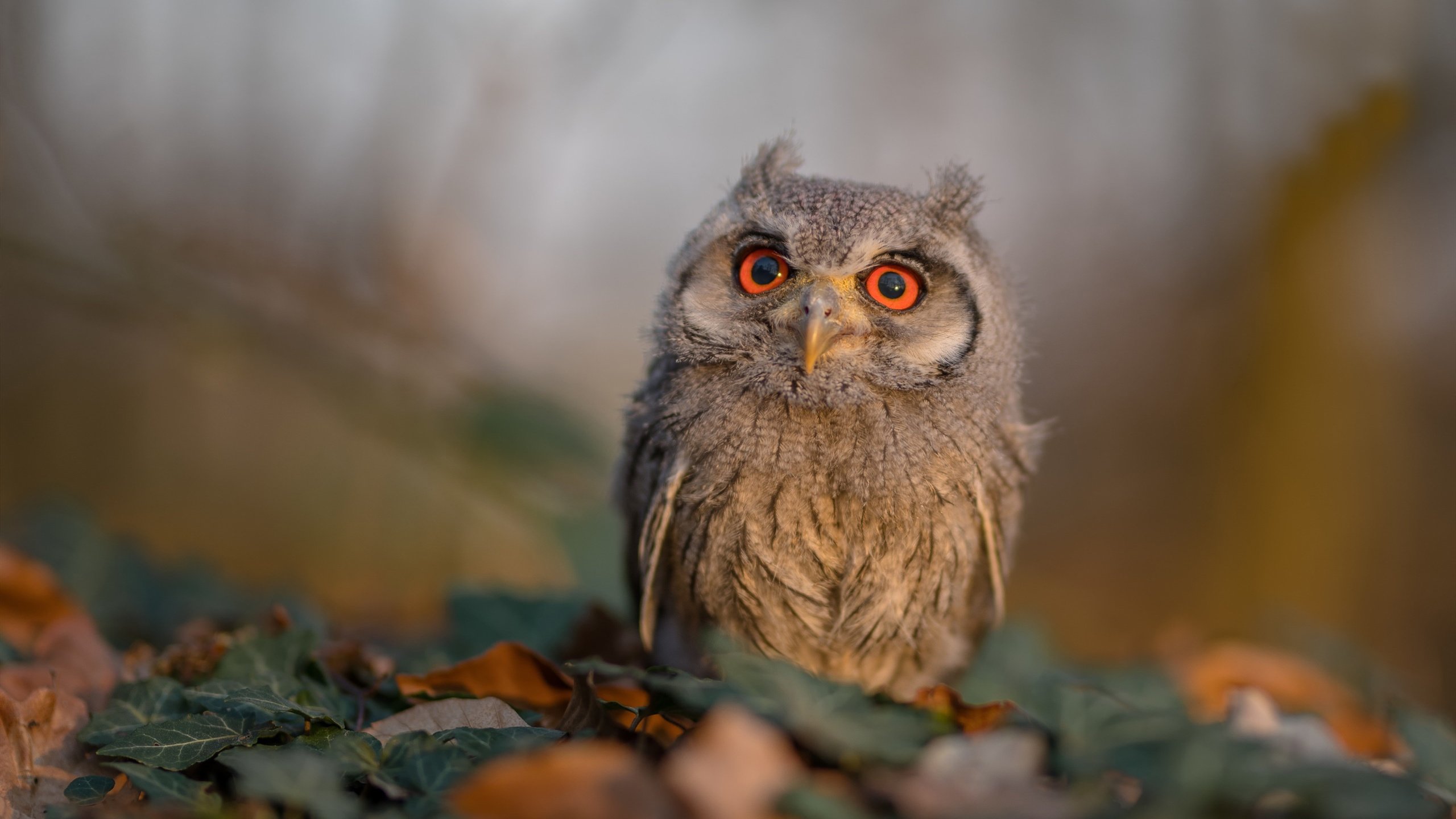 九游娱乐(jiuyou)官网-曼联队内气氛轻松主帅满意进展，曼联主帅人选