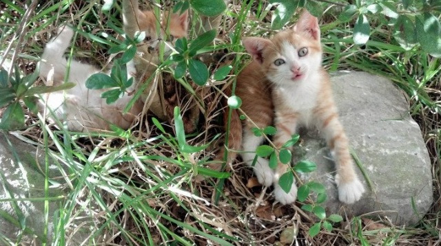 跳水技术升级荷兰夺得关键积分，荷兰女子水球